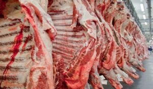 carne21-470x353-730x425