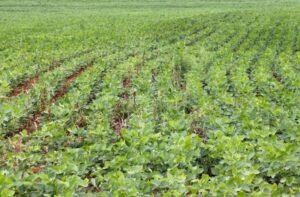 prazo-para-registro-da-area-plantada-com-soja-em-ms-termina-segunda-feira-16415671935149
