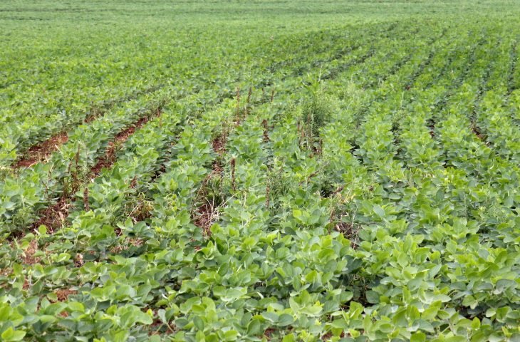 prazo-para-registro-da-area-plantada-com-soja-em-ms-termina-segunda-feira-16415671935149
