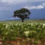 Plantio da soja avança em MS e movimenta produtores para a safra 2026/27
