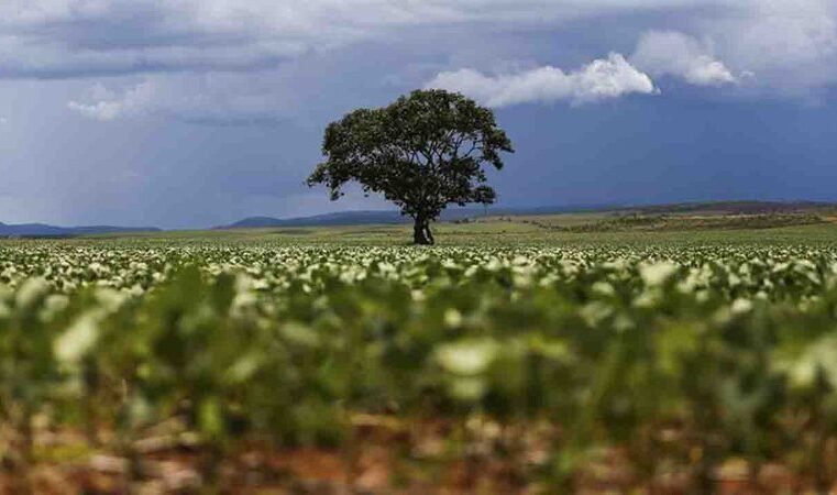 MS mantém 7ª posição no ranking da produção nacional do campo