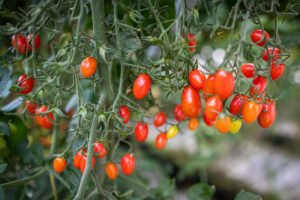 tomate