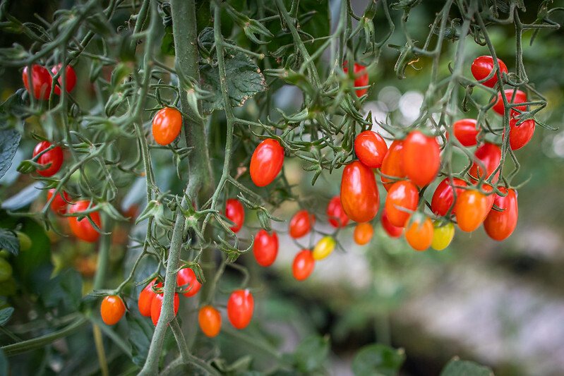 tomate