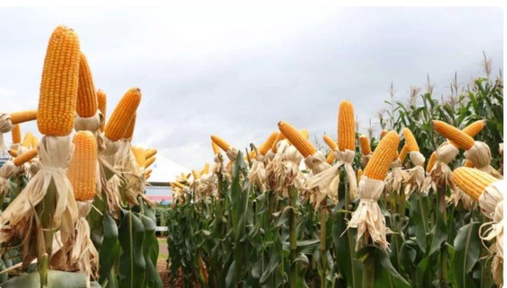 MS tem queda de 5,9% no valor bruto da produção da pecuária e lavoura em 2022