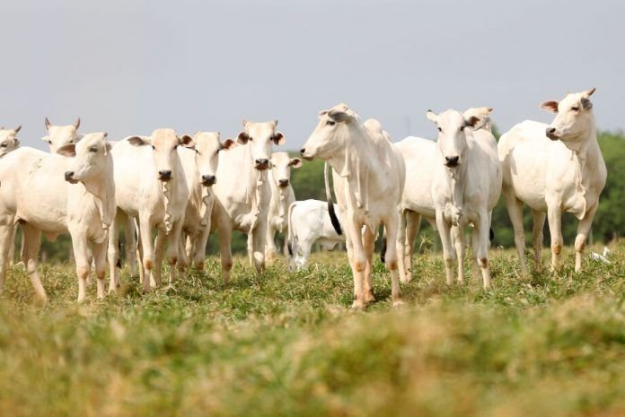 Maracaju esta entre os 13 municípios entre os mais ricos do agro no País