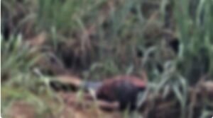 Captura de tela 2023-03-24 211837