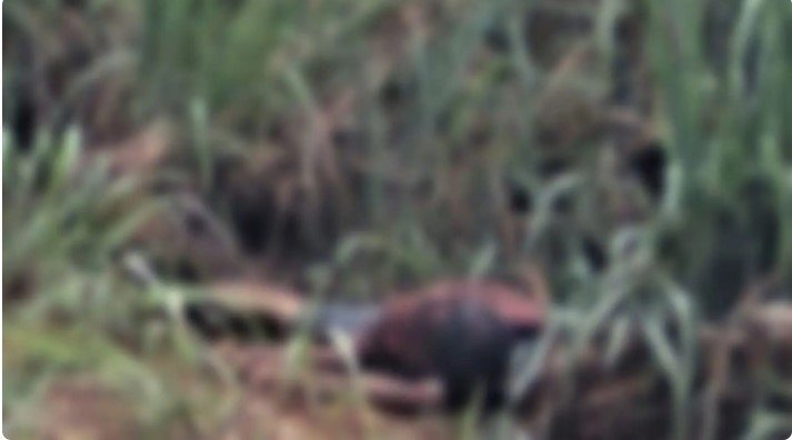 Captura de tela 2023-03-24 211837