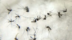 mosquitos-dengue