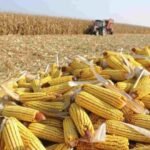 A colheita do milho 2ª safra já alcançou 87,2% das lavouras de Mato Grosso do Sul