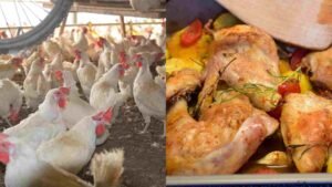 Carne_Frango_Granja_Galinha_Foto-Pixabay