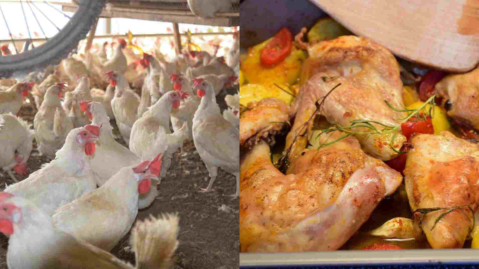 Carne_Frango_Granja_Galinha_Foto-Pixabay