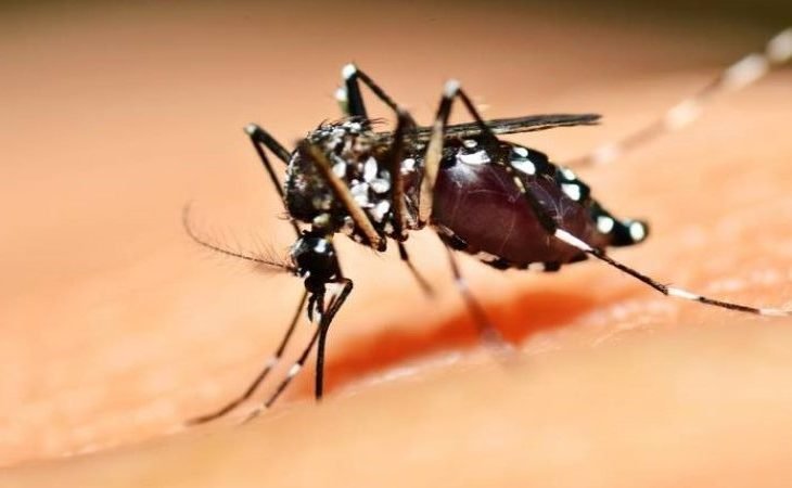 mosquito-agencia-capa-730x450-1