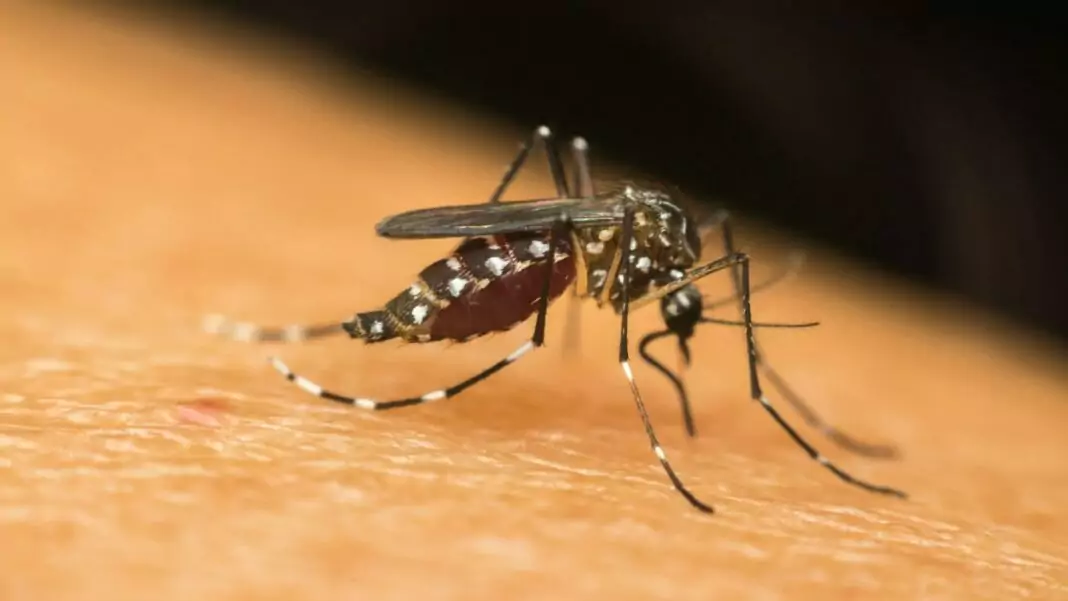 o-que-sao-dengue-zika-e-chikungunya-1758x990-1-1068x601.jpeg