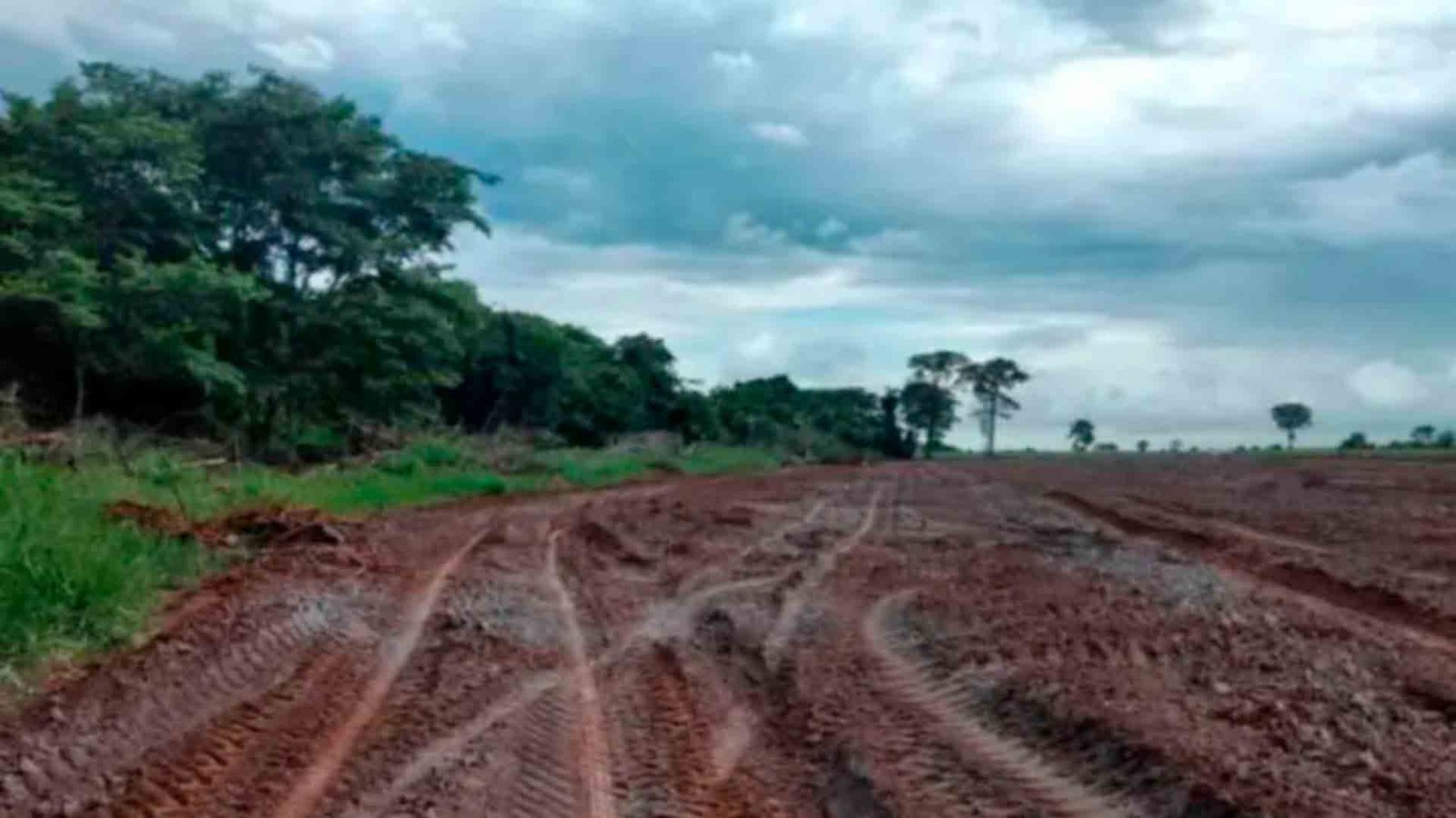 desmatamento-pantanal