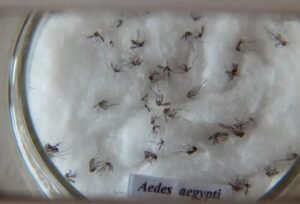 aedes