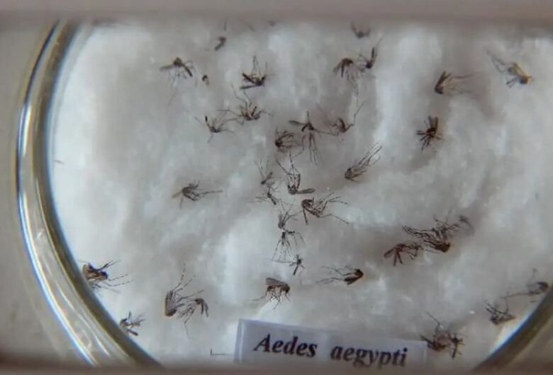 aedes