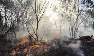 930015-incendio_queimada_5