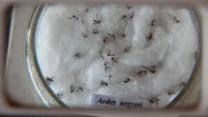 dengue-2