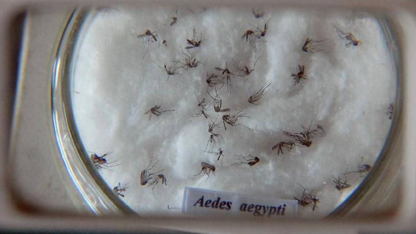 dengue-2