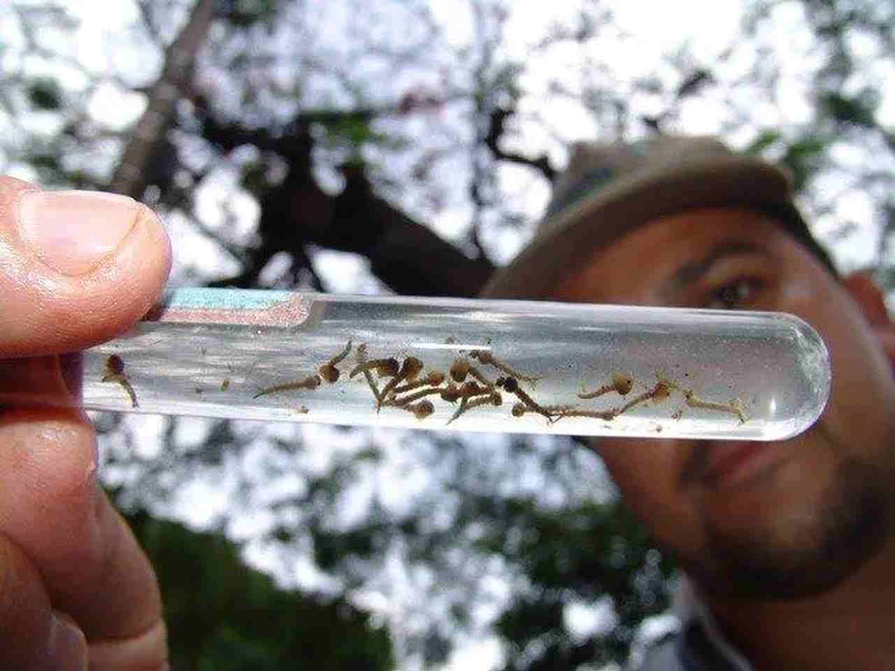 Dengue-exames.jpg_
