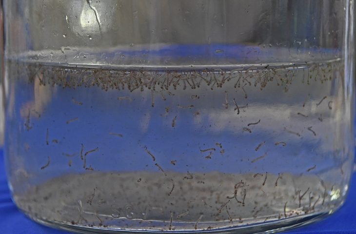 dengue-1