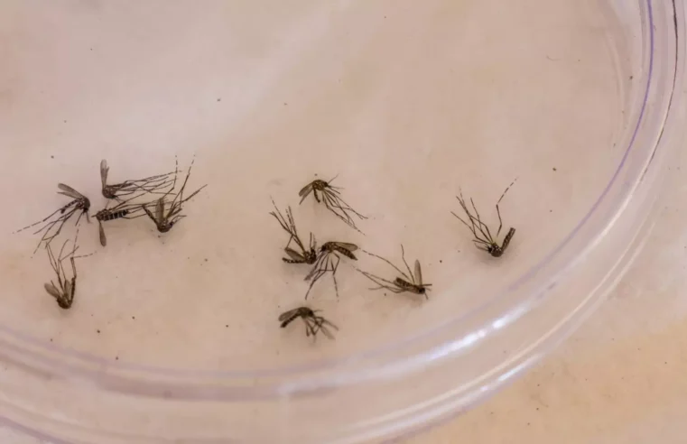 Mato Grosso do Sul tem 30 mortes por dengue e 16.625 casos confirmados da doença neste ano