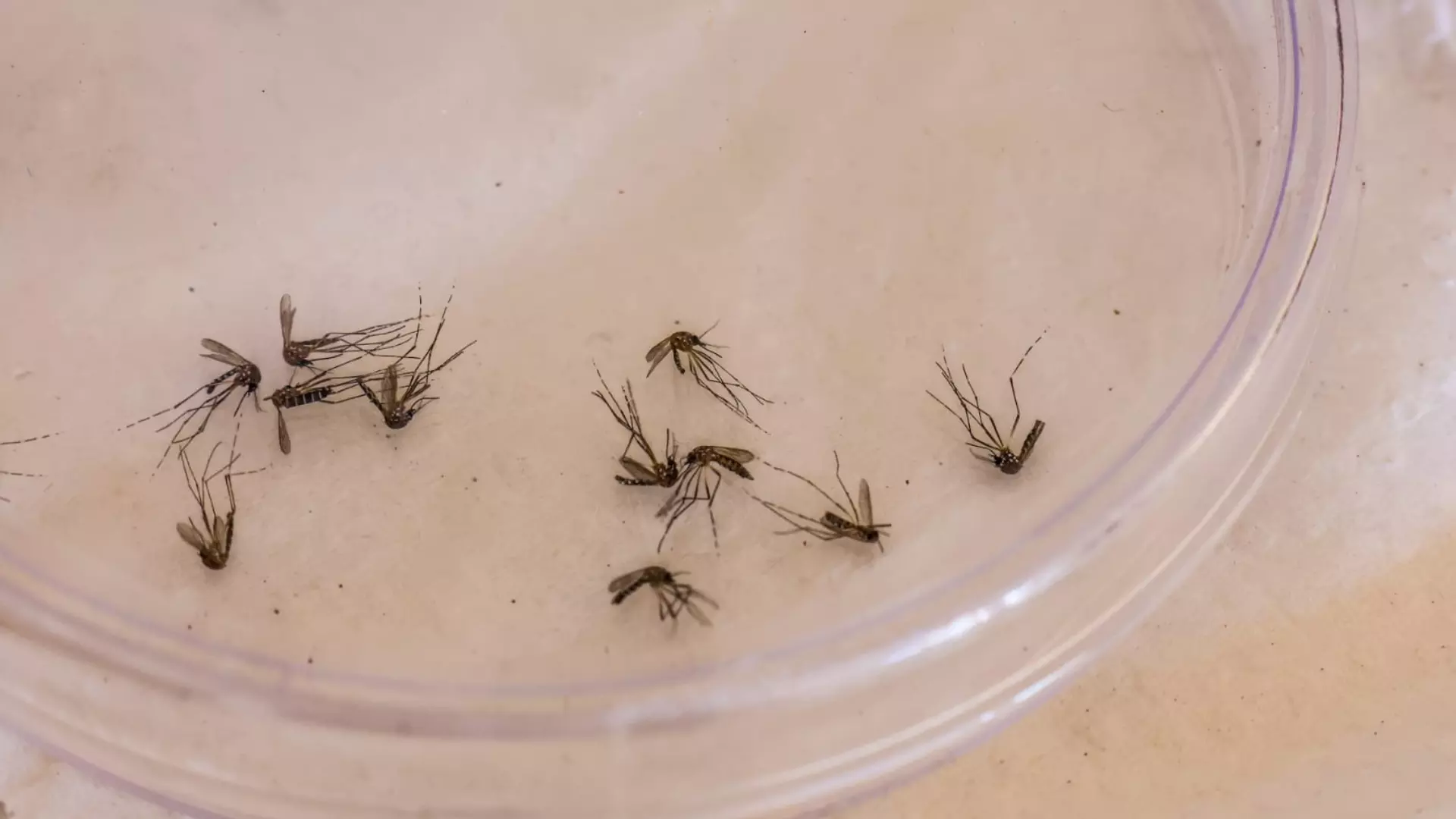 dengue-ms-Nathalia-Alcantara