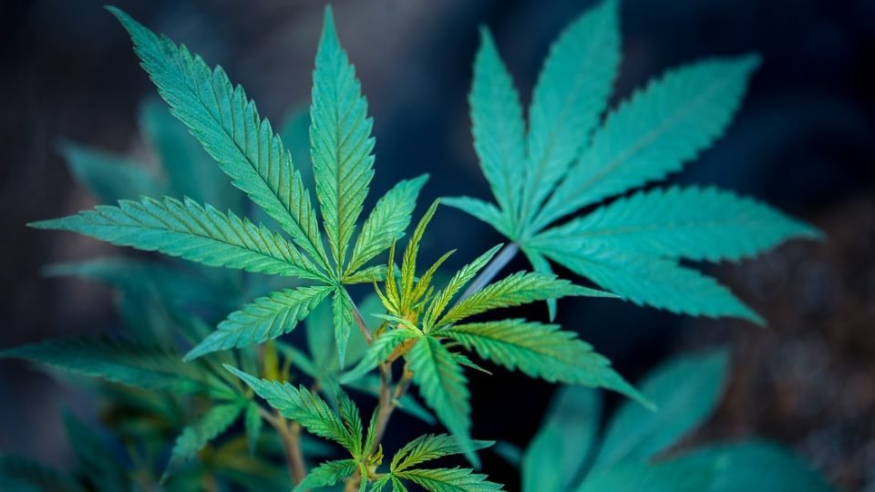 maconha-960x540-1