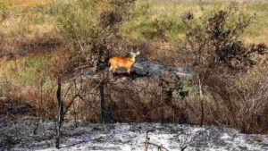 incendios-pantanal-henrique-arakaki