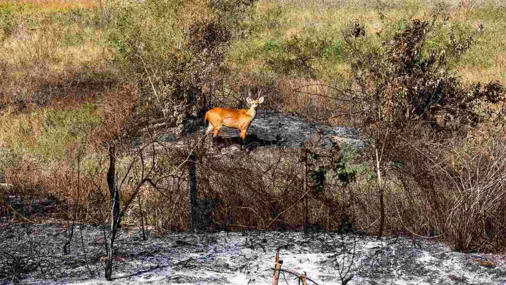 incendios-pantanal-henrique-arakaki