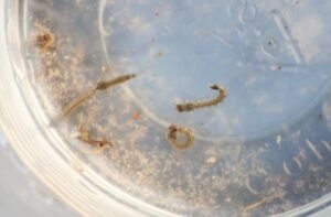 Dengue-e1679337616322-730x480