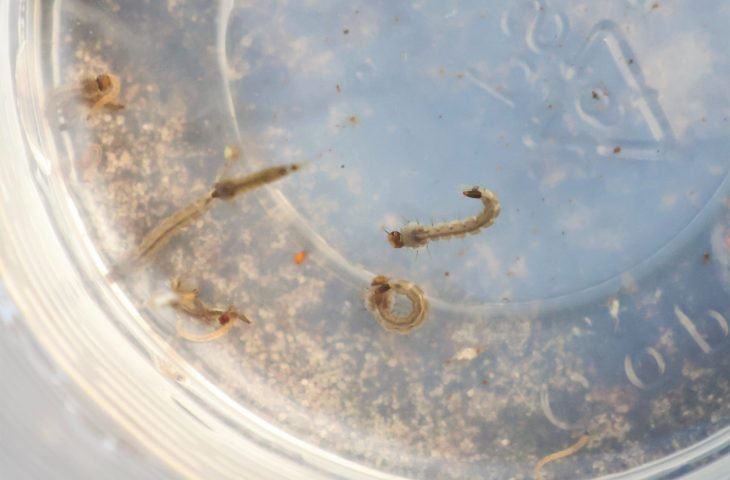 Dengue-e1679337616322-730x480