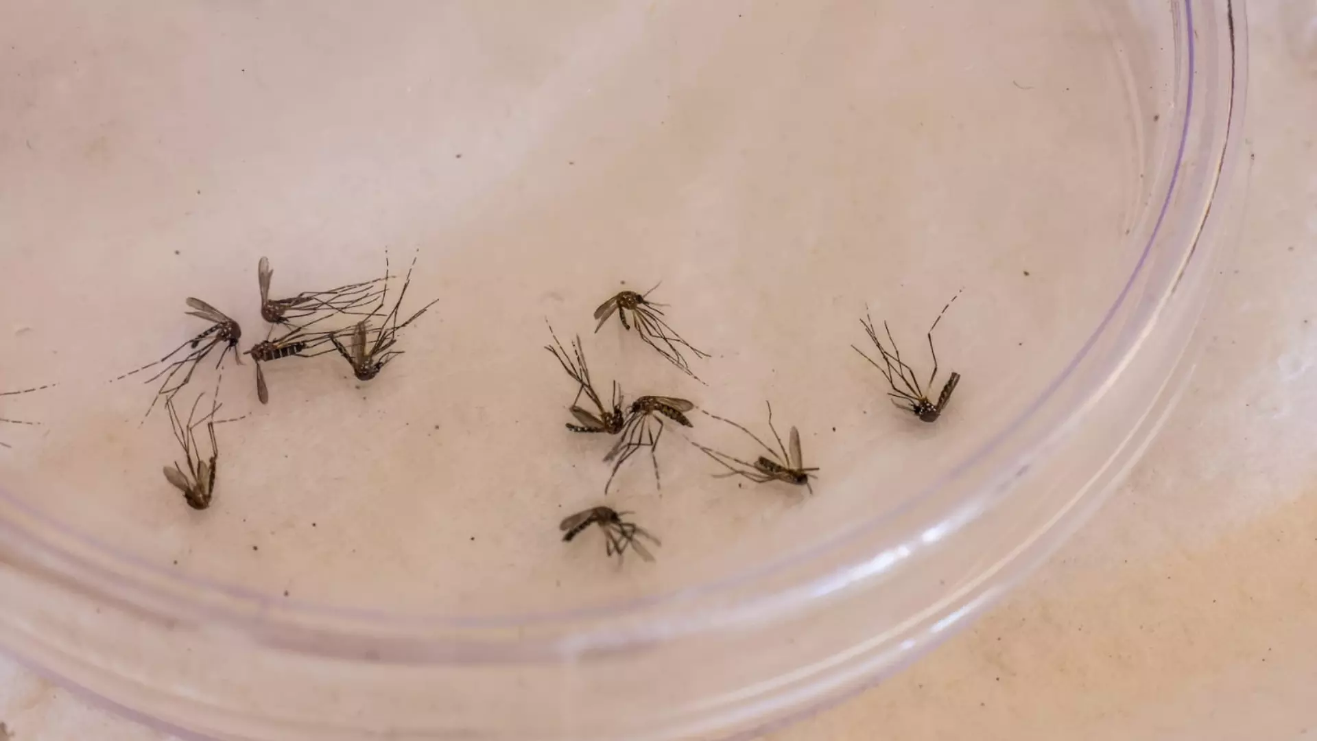 dengue-Nathalia-Alcantara