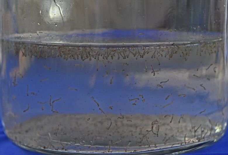 mosquito-da-dengue-foto-bruno-rezende-01-730x480-1