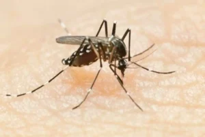 arquivos_fotos_mosquito-dengue-chikungunya