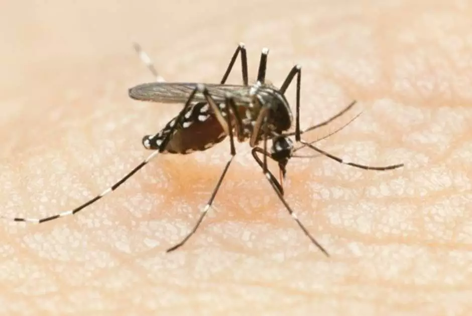 arquivos_fotos_mosquito-dengue-chikungunya