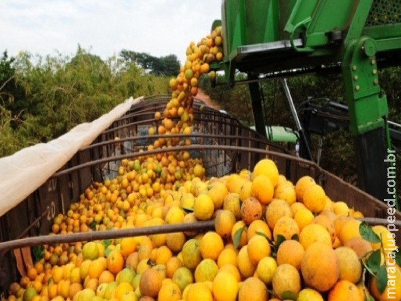 considerado-novo-polo-da-producao-de-frutas-citricas-ms-tem-incentivos-e-cursos-gratuitos-para-o-setor-1736779728