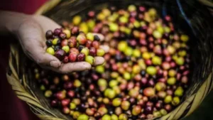 arquivos_noticias_2015_jun_size_810_16_9_graos-cafe