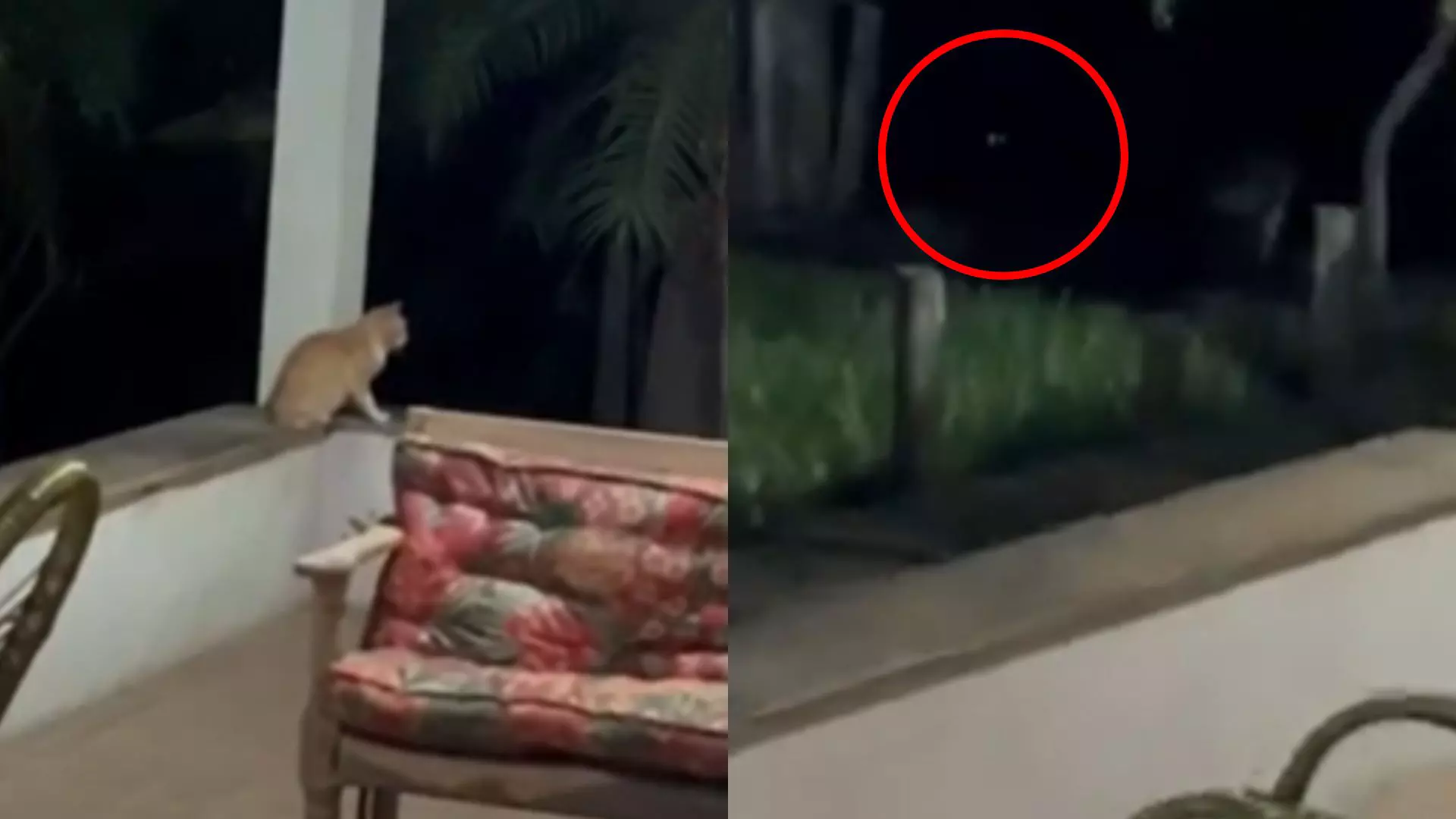 onca-atacou-gato
