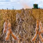 El Niño produtor precisa se preparar para chuvas irregulares