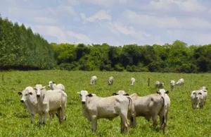 dinapec-2016-sistema-famasul-apresenta-informacoes-tecnologicas-da-agropecuaria