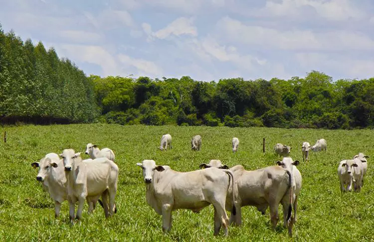 dinapec-2016-sistema-famasul-apresenta-informacoes-tecnologicas-da-agropecuaria