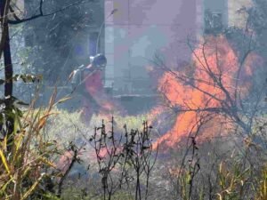 Incendio-em-vegetacao-Henrique-Arakaki-8