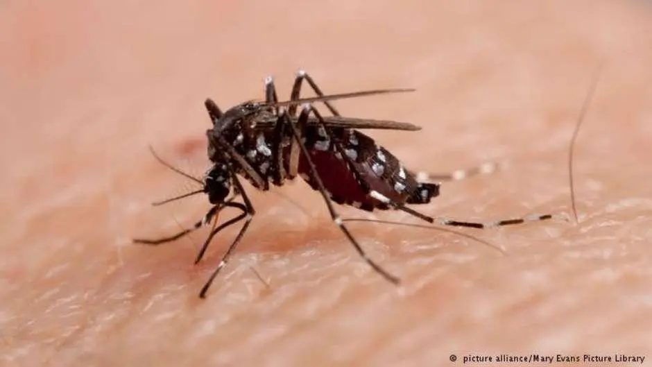arquivos_noticias_2015_mai_chikungunyamosquitomaryevanspicturelibrarypicturealliance.jpg