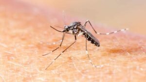 chikungunya