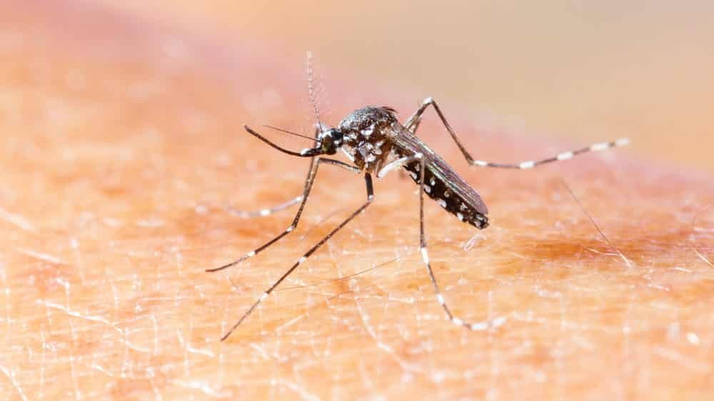 chikungunya