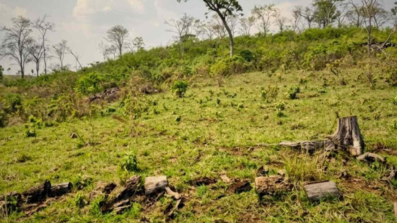 desmatamento_maracaju (1)