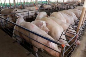 suinocultura-dispara-em-ms-cresce-quase-50-e-vira-destaque-no-agronegocio-17772947717598-thumb