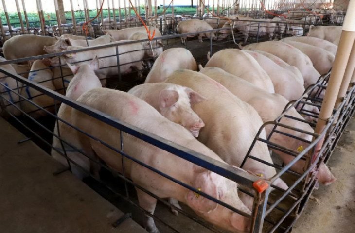 suinocultura-dispara-em-ms-cresce-quase-50-e-vira-destaque-no-agronegocio-17772947717598-thumb