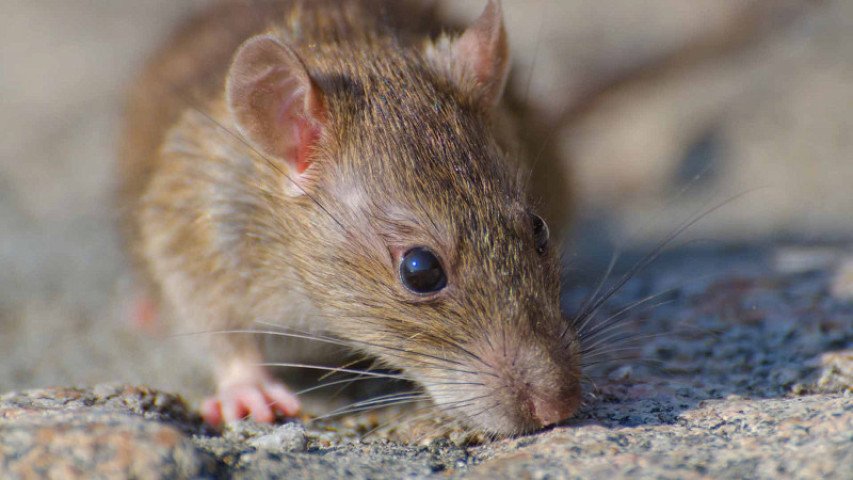 minas-gerais-confirma-primeira-morte-por-hantavirus-no-brasil-em-2026-17784653143098-thumb